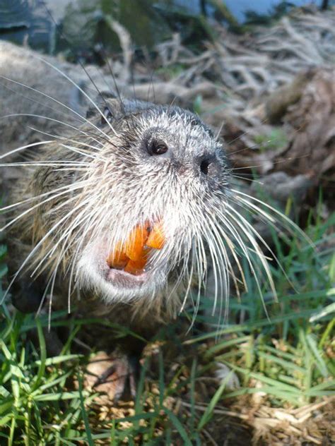 baby nutria for sale - howtowashsuedevans