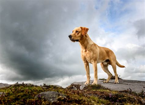 Dog Photographer | North Wales | Cheshire