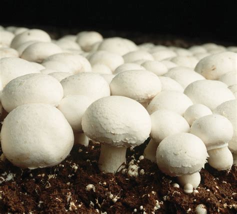 First button mushroom production plant opens in Rwanda - CGTN Africa