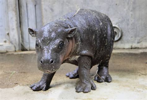 Tanganyika Welcomes Its Newest Cute Baby Hippo