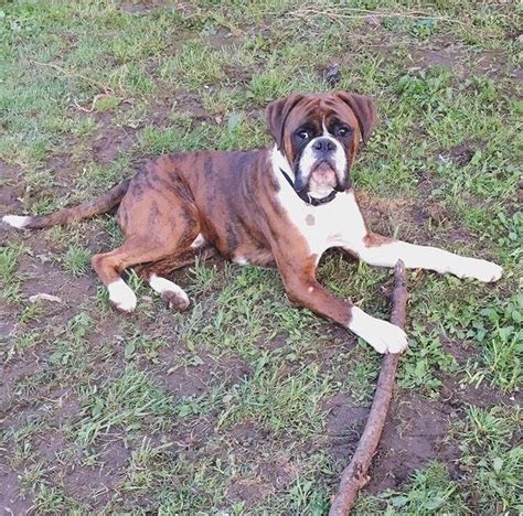 Boxer male for rehoming | in Thornbury, Bristol | Gumtree