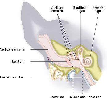 Vestibular Disease In Dogs