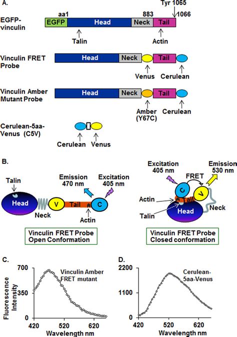 Vinculin constructs used in these studies. A, domain structure of... | Download Scientific Diagram