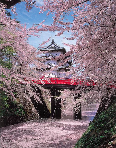 Hirosaki Cherry Blossom Festival aptinet Aomori Sightseeing Guide