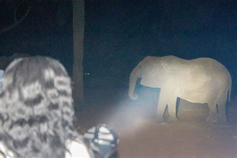 Visit the zoo at night – National Zoological Garden, Pretoria