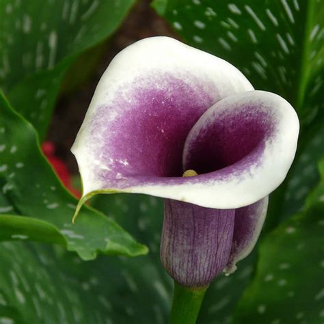 Purple Calla Lily - a photo on Flickriver