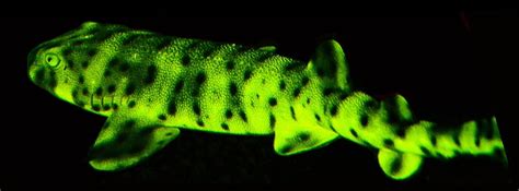 Biofluorescence in Sharks: Light Emission and Functions - Owlcation