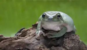White’s Tree Frog Care Guide, Habitat, Diet & Behavior - Everything Reptiles