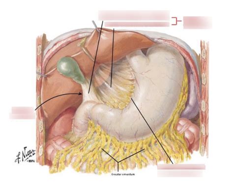 Lesser omentum Diagram | Quizlet