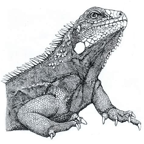 Iguana | Iguana illustration, Animal drawings, Animal pen