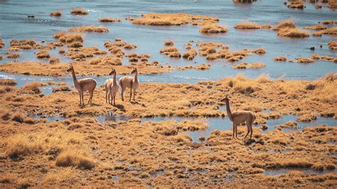 Excursion to the Salar de Atacama • Masai Campers