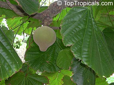 Quararibea cordata, Matisia cordata, Chupa-chupa, Zapote Chupachupa, South American Sapote