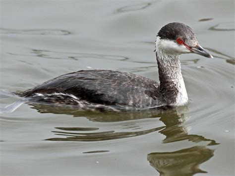 Horned grebe (Podiceps auritus)