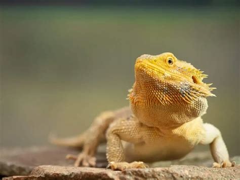 25 Best Pet Lizards You Need To See (Beginner-Friendly)