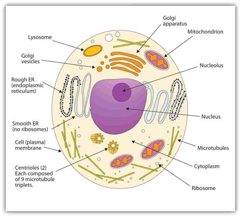 Simple Animal Cell Drawing at PaintingValley.com | Explore collection ...