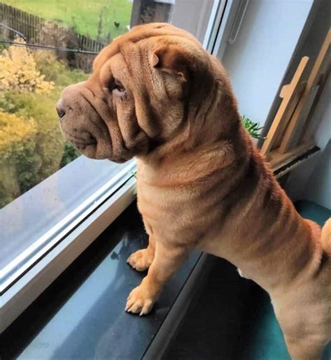 Shar-Pei Colors: All 21 Coat Colors Explained With Pictures