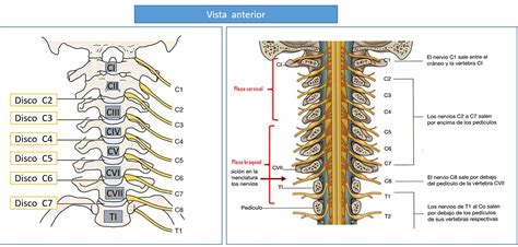 Nervios cervicales o nervios raquídeos cervicales | Dolopedia