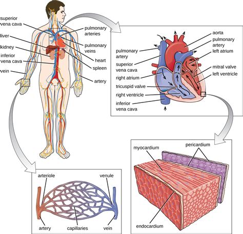 Anatomy of the Circulatory and Lymphatic Systems | Microbiology: Health ...