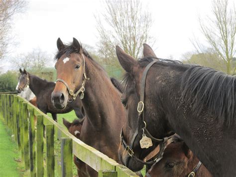 Irish National Stud in Kildare Ireland - Writing Horseback