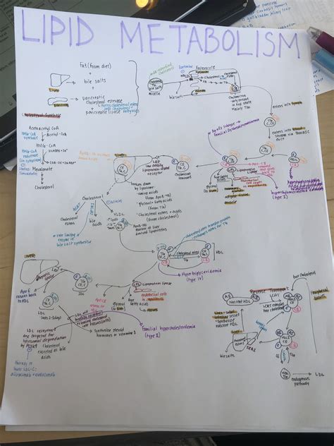 Lipid metabolism | Biochemistry notes, Medical school studying, Biochemistry