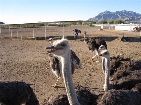 Rooster Cogburn Ostrich Ranch (Picacho) - 2020 All You Need to Know Before You Go (with Photos ...