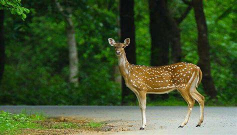 Wildlife Sanctuary in West Bengal | The Creative Post