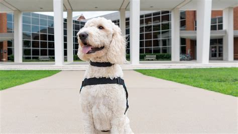 Emmett the therapy dog is ready to get back on the job - URNow ...