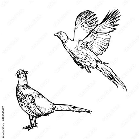 Hand drawn of an pheasant, sketch. Vector illustration isolated on a ...