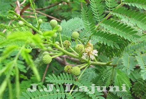 Ingim's page discussing the planet and its content: Leucaena ...