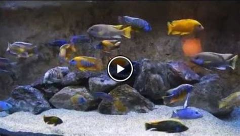 8 Best African Cichlid Tank Mates [Massive List & Care Guide] 2020