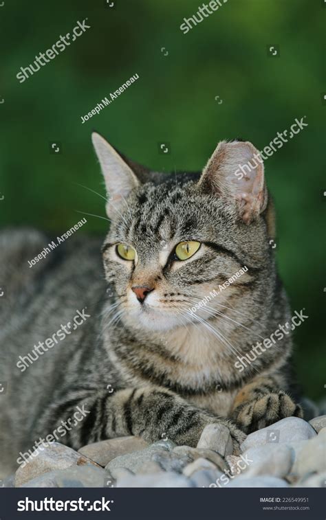 A Feral Cat Showing A Clipped Ear Which Signifies Being Spayed Or Neutered. Stock Photo ...