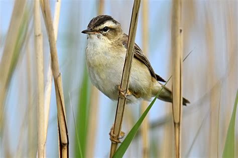 Sedge Warbler by Fausto Riccioni - BirdGuides