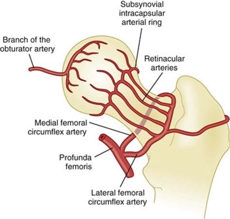 Obturator Artery Femoral Head