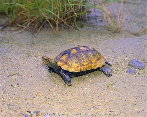 Japanese Pond Turtle stock photo - Minden Pictures