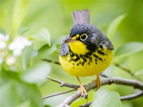 Canada Warbler | NatureRules1 Wiki | Fandom