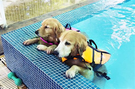 How to Teach a Dog to Swim: 6 Simple Steps & Safety Tips | Pet Keen