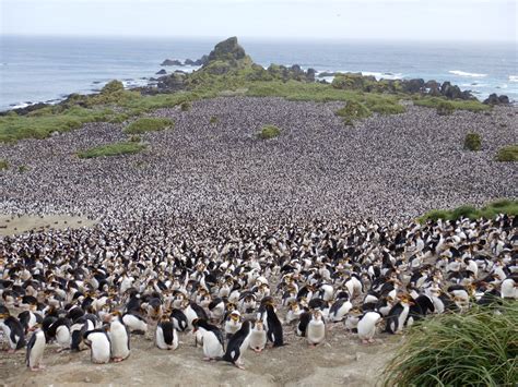 The Island — Macquarie Island Conservation Foundation