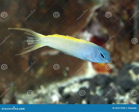 Forktail blenny stock photo. Image of fish, reef, coral - 36377590