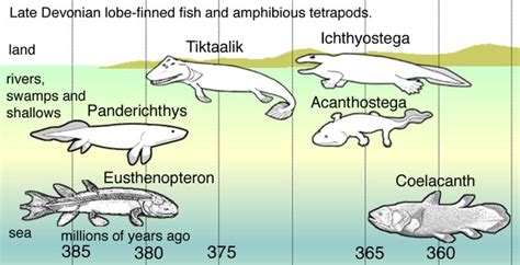 lungfish and fish in evolutionary time scale - Google Search | Amphibians, Extinct animals ...