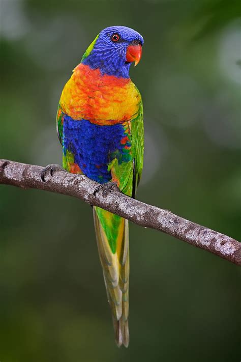 18 Birds That Live Near Adelaide - The Worlds Rarest Birds