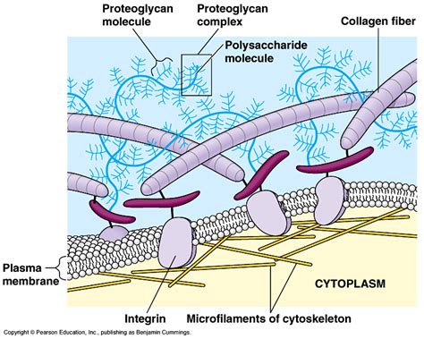 Du dentifrice sur nos dents: Notion de biologie cellulaire : le tissu ...