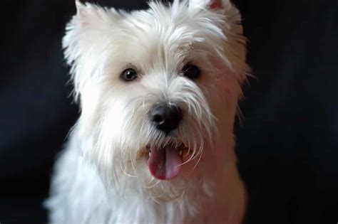 Top 4 Westie Haircut Styles | The Dog People by Rover.com