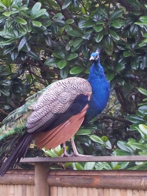 Peacocks at Holland Park by Remul-Lemlem on DeviantArt