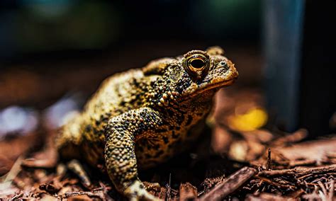 15 Endangered Species In Texas - A-Z Animals