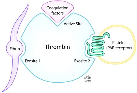 Dabigatran (Pradaxa) | American Journal of Neuroradiology