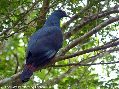 A.W.Birder: Always on the lookout for fine birds...: New Caledonian Endemic Birds