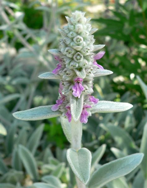 Stachys byzantina - Lambs Ears - Perennial Herb / Flower - 40 Seeds | Seeds for Africa