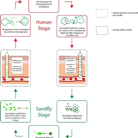 The life cycle of Tunga penetrans and Tunga trimamillata. | Download ...