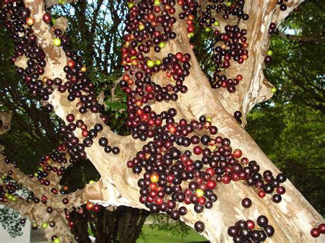 Descubre TU MUNDO: Jaboticaba, un curioso árbol con frutas en el tronco