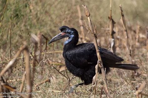 Abyssinian Ground Hornbill - Bucorvus abyssinicus female adult - cala255409